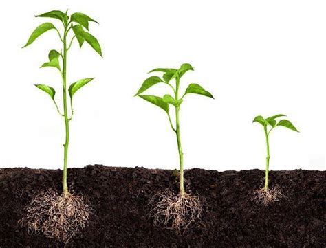 Infografika vysvetľujúca fotosyntézu a význam svetla pre rast rastlín