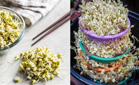 Rôzne metódy klíčenia semien konope: v pohári s vodou, na papierovej utierke, priamo v substráte