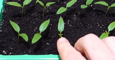 Sadenice konope v malých kelímkoch pred presadením