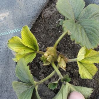 fotografia záhradníckych nožníc strihajúcich staré listy jahôd, s dôrazom na srdiečko rastliny