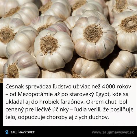 Infografika: Porovnanie čerstvého a sušeného cesnaku