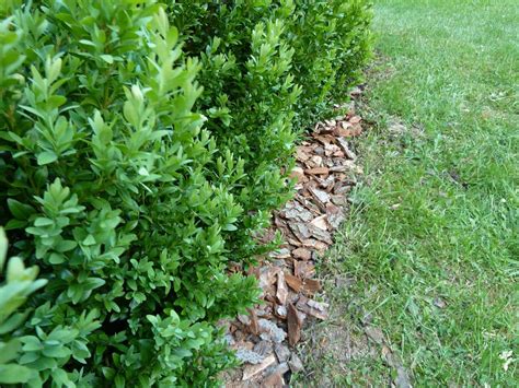 Detail listov krušpánu