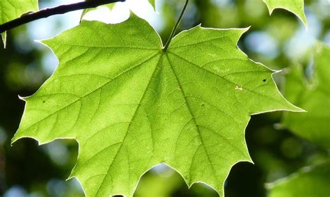 List javora mliečneho s piatimi lalokmi a detail mliečnej šťavy z odlomenej stopky