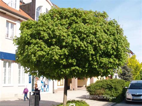 Detail dvojnažky javora mliečneho s roztiahnutými krídlami