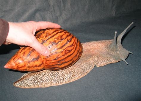 Ilustračná fotografia slimáka Achatina reticulata s ulitou.