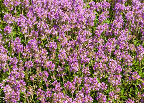 Materina dúška rastúca v bylinkovej záhradke na slnečnom mieste