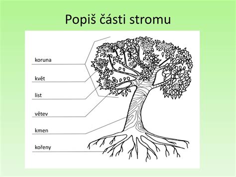 Schéma rastu a detailný popis stavby stromu moruše bielej