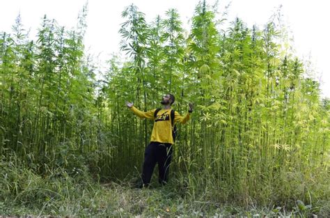 Schéma rastliny konope so zameraním na trichómy a ich zloženie.