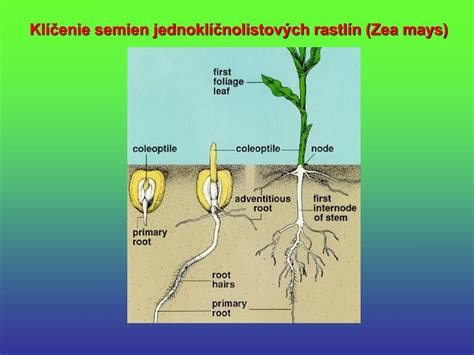 Infografika zobrazujúca optimálne podmienky pre klíčenie semien konope.