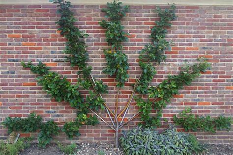 Ukážka stĺpovitých stromov vytvárajúcich živú stenu v úzkom priestore