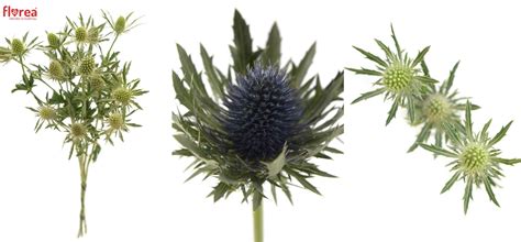 Záber na kvetenstvo a typické strieborno-modré listy rastliny rodu Eryngium v záhradnom prostredí