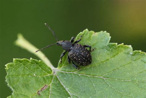 Infografika identifikácie škodcov (nosánik ryhovaný, vlnatka) a príznakov hubových ochorení