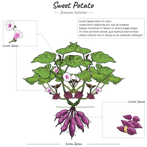 Detailná schéma vzhľadu rastliny Ipomoea batatas s rôznymi tvarmi delených listov a hľuzovitým koreňovým systémom