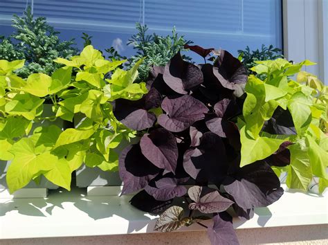 Fotografia balkónovej kompozície, kde povojník batátový s delenými listami prevísa z črepníka