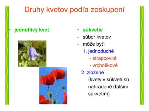 Infografika zobrazujúca rôzne typy kvetov fuksií (rúrkobité, zvončekovité, plné, poloplné)