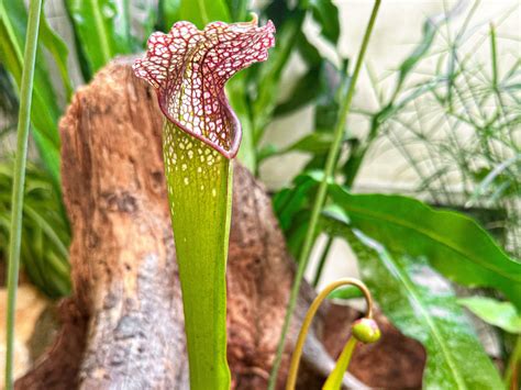 Detail pasce rastliny Sarracenia s hmyzom.