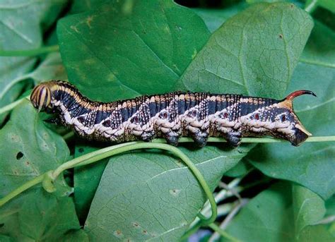 Húsenica obaľovača na strapci viniča