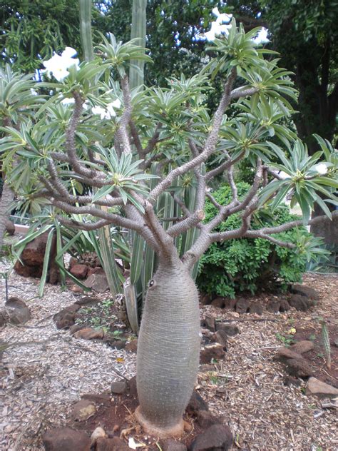 Detailná fotografia kmeňa Pachypodium lamerei s viditeľnými tŕňmi a ružicou listov