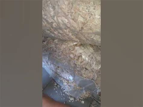 Detailný záber na kvalitnú bukovú štiepku bez prachu a kôry