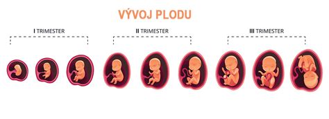 Schéma vývoja plodu po týždňoch v maternici