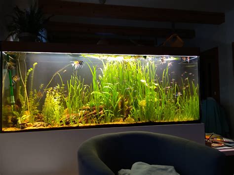 Treniskové akvárium s jemnolistými rastlinami a roštom na dne.