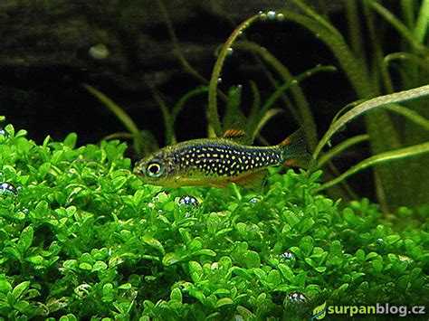 Rôzne farebné varianty rybičiek Danio v akváriu.