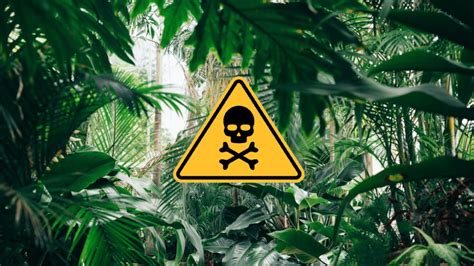 Ilustračná fotografia rôznych druhov bežných trávnikových burín