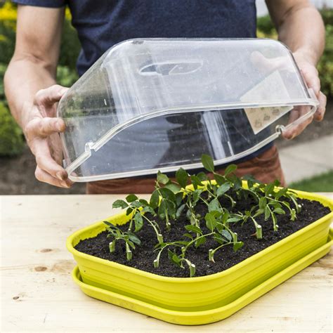 Infografika: starostlivosť o odrezky ruží pod plastovým krytom a postupná adaptácia na vonkajšie prostredie