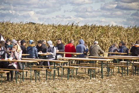 Ilustračná fotografia poľa kukurice