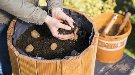 Schéma vertikálnej zemiakovej veže s popísanými vrstvami substrátu a rastúcimi zemiakmi