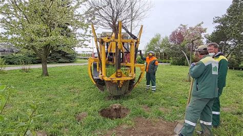 Záber na rozsiahle pestovateľské plochy a ukážka vzrastlých solitérnych stromov v záhradníctve