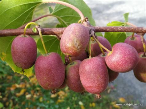 Schéma vedenia kiwi na drôtenke: znázornenie hlavného kmeňa, vodorovných kordónov a plodonosných letorastov.