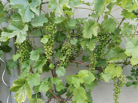 Schéma rozlíšenia stolových a muštových odrôd podľa veľkosti bobúľ a využitia