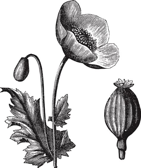 botanický nákres rastliny Papaver somniferum