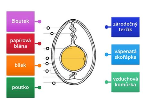 Dizajnér: Schematický nákres stavby kvetu a plodov maku siateho