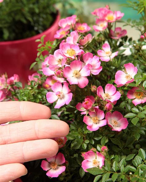 detailná fotografia kvetov odrody miniruže 'Rosa Cutie Pie'