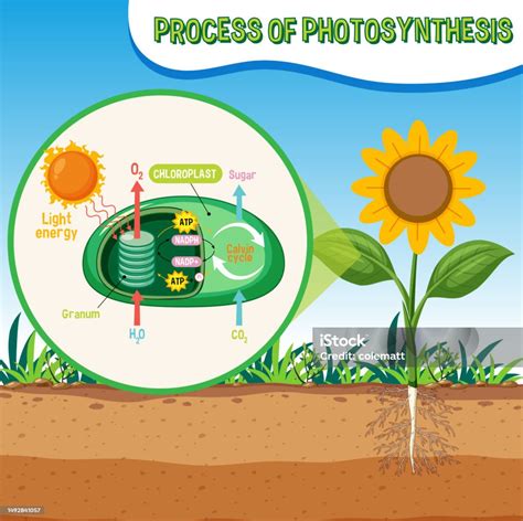 Schéma procesov v kompostovacej hromade