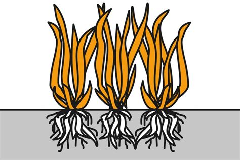 Ilustrácia rastliny bôbu s koreňmi a strukmi