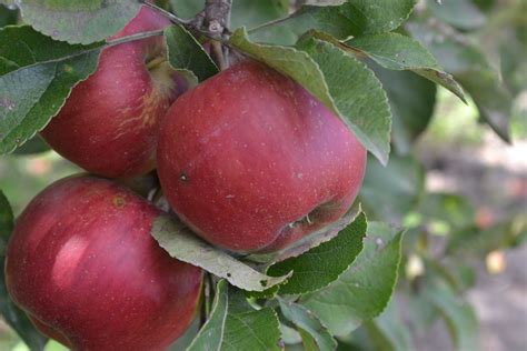 Rôzne odrody bôbu s označením ich vlastností