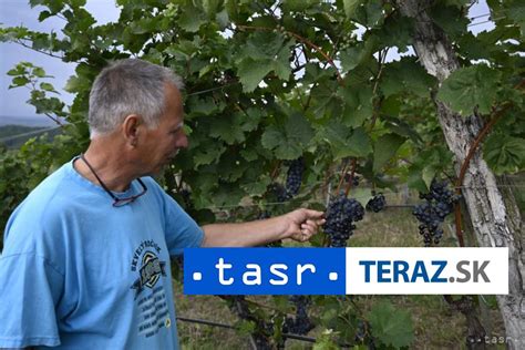 vinohrad na Slovensku s dozrievajúcim hroznom