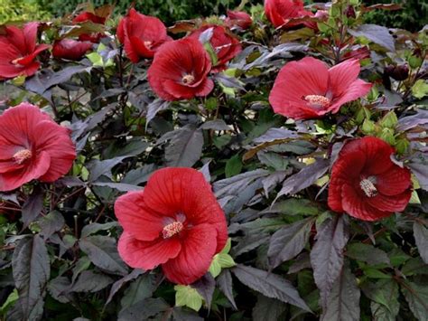 Rôzne druhy kvitnúcich ibištekov v záhrade