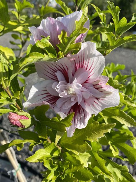 Ilustrácia odberu a sadenia stonkových odrezkov ibišteka