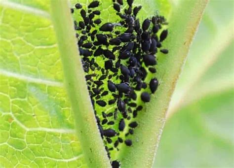 Detailný pohľad na vošky na listoch ibišteka