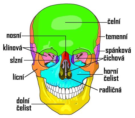 Anatomická stavba mravca s vyznačenými hlavnými časťami: hlava, hruď, bruško, tykadlá, oči, hryzadlá, nohy, stopka.