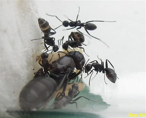 Ukážka rôznych typov formikárií pre chov mravcov.