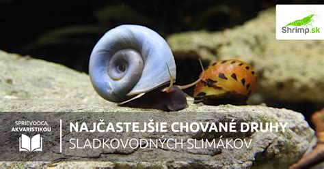Schéma reprodukčných cyklov akváriových slimákov (kladenie vajíčok na listy verzus kokóny nad hladinou)