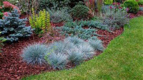 Detailné fotografie rôznych druhov okrasných tráv ako kostrava a kavyľ, ilustrujúce ich textúru listov a súkvetí.