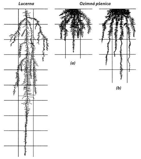 Schéma mechanizmu účinku systémového herbicídu: aplikácia na listy -> transport do koreňového systému -> odumretie rastliny