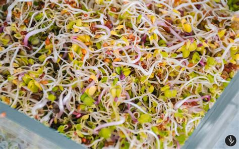 Človek preplachujúci klíčky v sitku pod tečúcou vodou