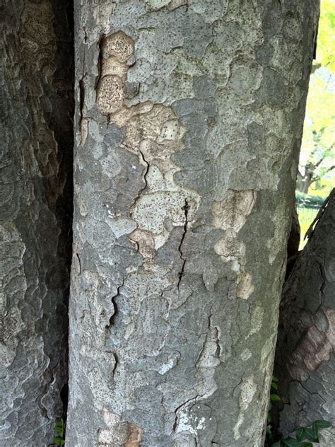 Detail listov a kôry bonsaja Zelkova